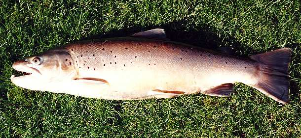 A fine Sea Trout from the River Arun at Hardham